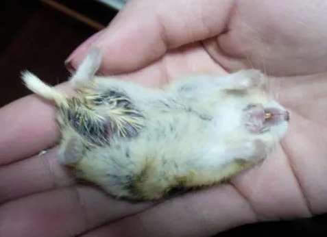 Hamster death pose picture