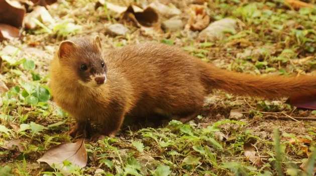 Rats on the grasslands of Inner Mongolia