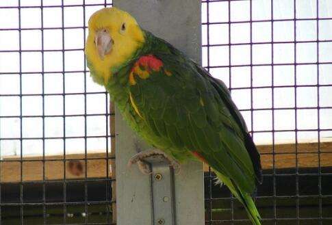 Double Yellow Headed Amazon Parrot Picture