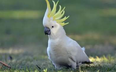 Chinese sunflower parrots are legal to buy