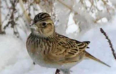 Skylark Secrets of howling in a wild cage