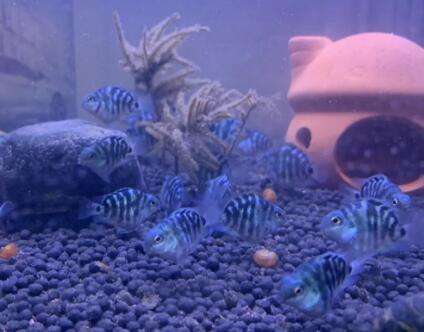 Can mini parrot fish breed without giving them a clay pot?