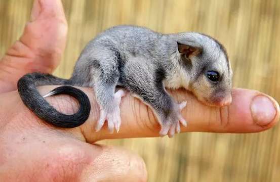 How much does a pet flying squirrel cost?