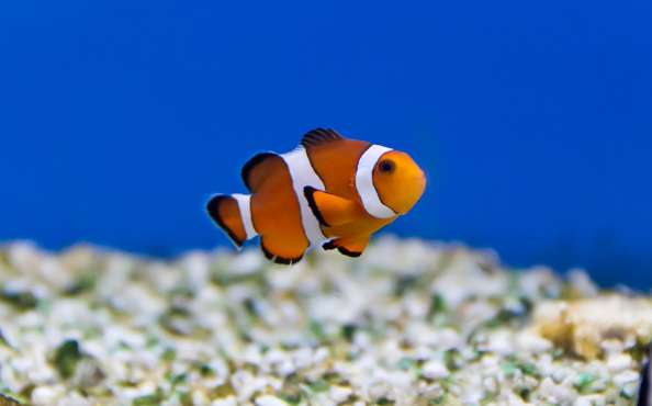 What to buy for a clownfish tank