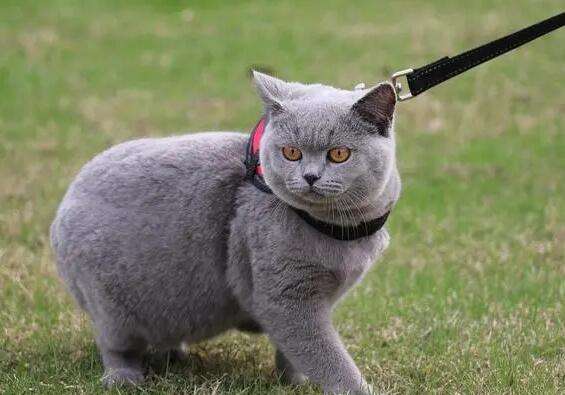 British Shorthair Normal Weight and Age Comparison Chart