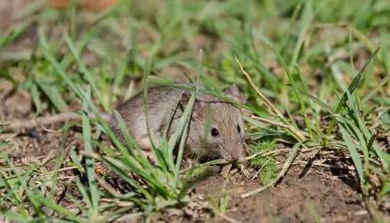 Does the country allow the capture of wild mice?