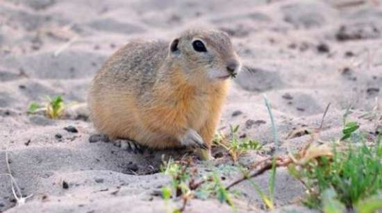 Inner Mongolia grassland mouse species