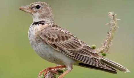 Skylark bird food formula for long-term feeding of millet