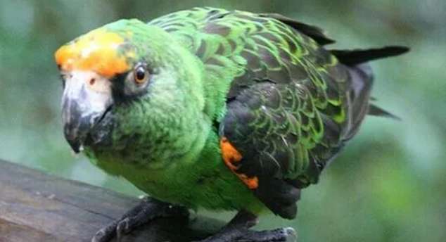 Jardin's Parrot Talking Video