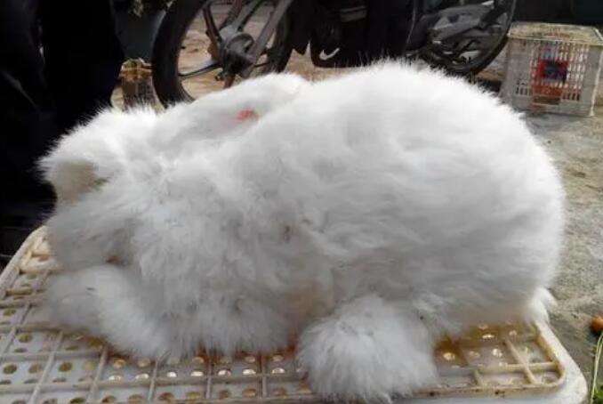 The latest price of long-haired rabbit fur