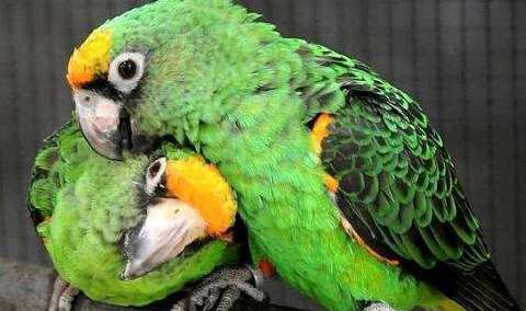 Jardin's parrot learns language for life