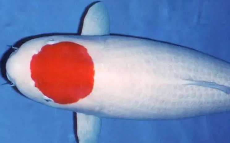 The difference between red-topped fish and red-topped koi