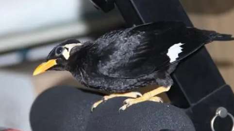 The price of Little Myna this year