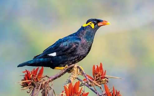 Video of how Brother Myna breeds at home