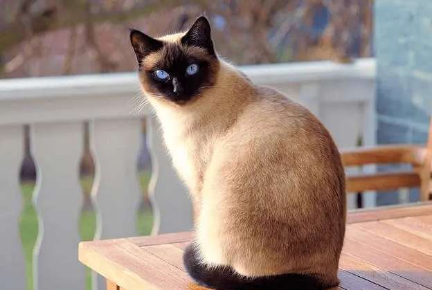  The best pictures of Siamese cats