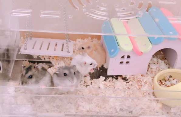 National regulations stipulate that hamster bites do not require vaccination