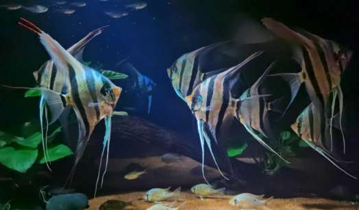 5,000 yuan A single Egyptian angelfish