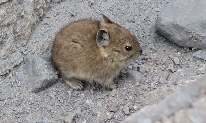 How to catch a lot of mountain rats