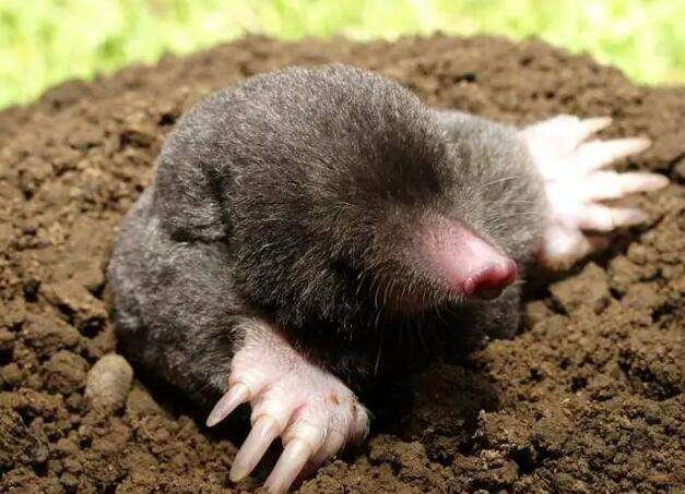 Pictures of what a mole looks like Real