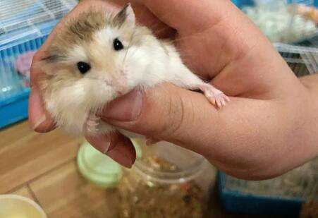 I want to kill the hamster if I don’t raise it well enough.