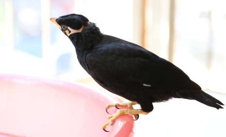 Where is Little Brother? Myna transfer