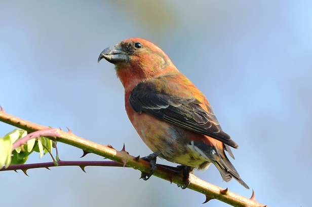  Picked up a picture of a red-billed grass finch