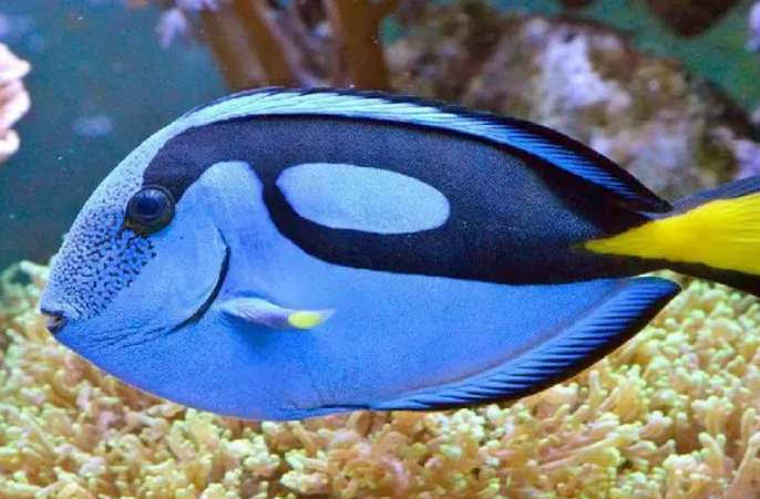 Blue tangs Breeding tutorial video