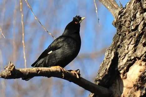 Where can I find the Living Myna? Yes