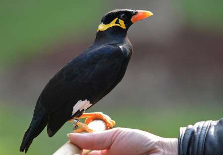 How many years is the sentence for raising a myna?