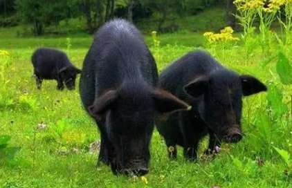 Why can’t Tibetan pigs be sold?