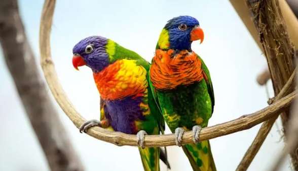 Comparison of male and female parrots