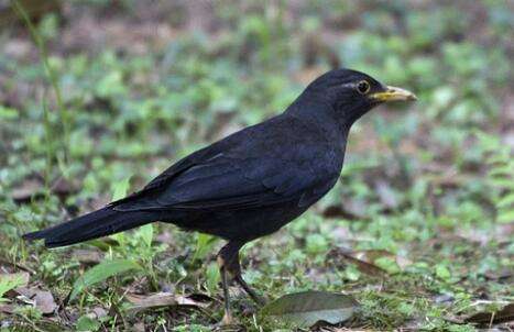 How to quickly cage wild blackbirds