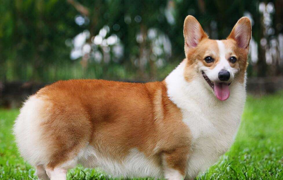 Corgi which is popular on Douyin