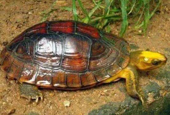 Complete picture of golden-headed turtle