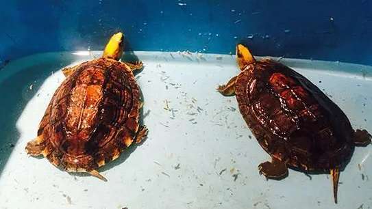 Golden-headed closed-shell turtle 50,000