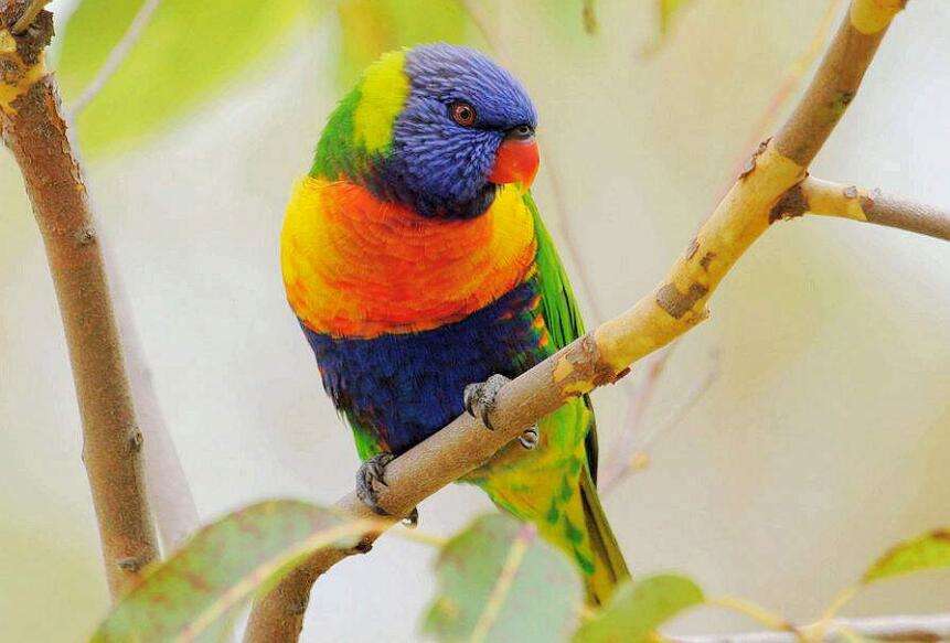 Lorikeet training video