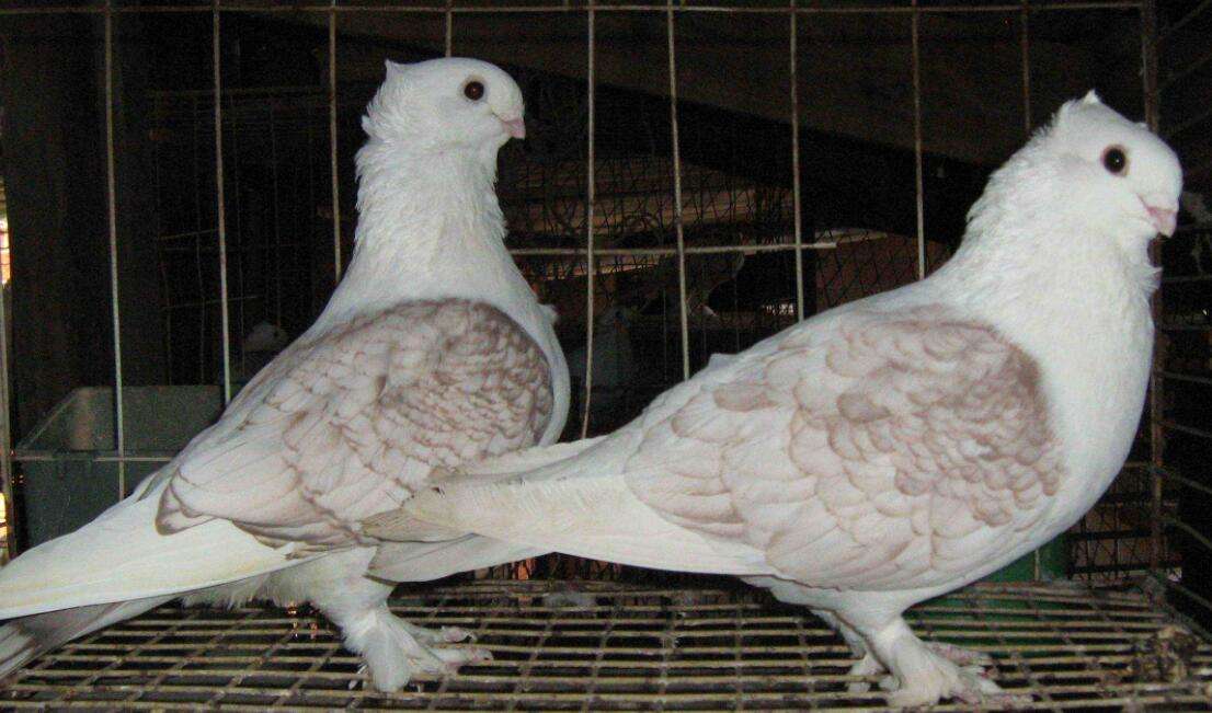 Authentic lady pigeon pictures