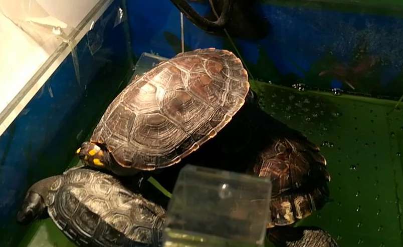 Ten Large deep-water turtles are kept with fish