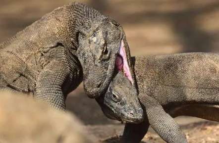 Should the Komodo dragon become extinct?