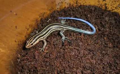 Chinese blue-tailed skink