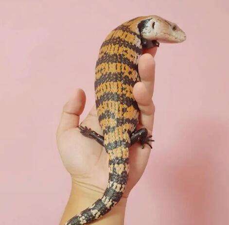 How much does a blue tongue skink cost?