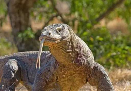 Why do Javan tigers eat Komodo dragons?