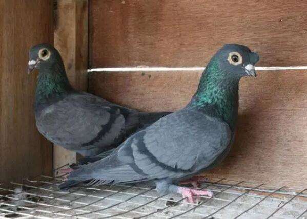 The Most Expensive Iron Bull Ornamental Pigeon