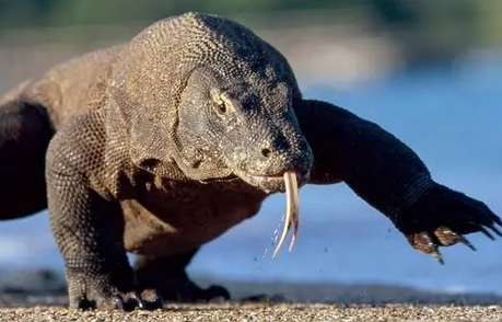 Komodo dragon eats hyena