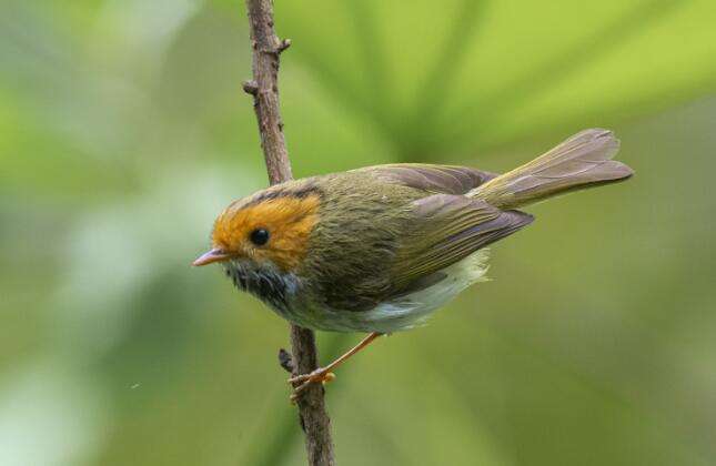 Brown-faced Flycatcher oriole flies home