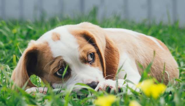 Dogs were mated to two different breeds