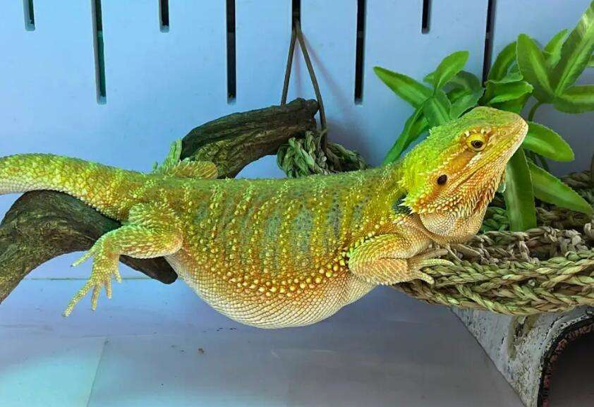 I regret raising a bearded dragon lizard