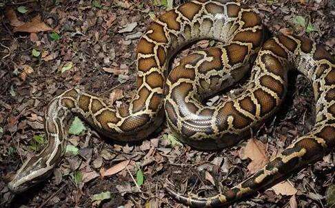 Is there a prison sentence for keeping a Burmese python?