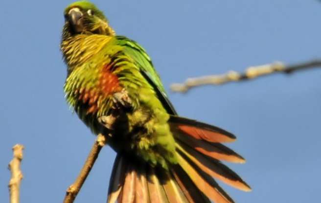 Red What is the price of Brown-bellied Conure