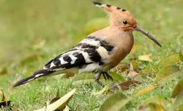 Why is the hoopoe called jail?